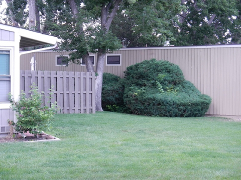 Cottonwood Park Example Vegetation